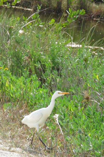 Cattle egret