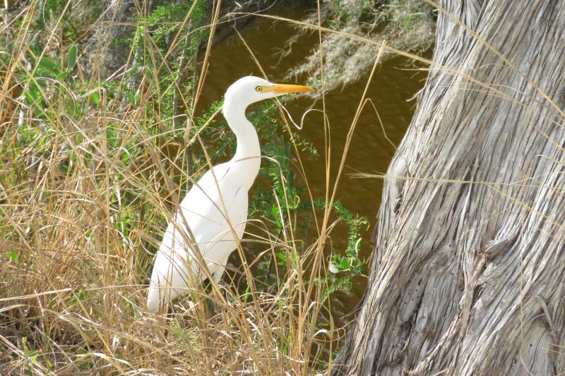 Cattle egret