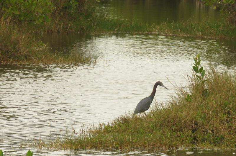 Little blue heron