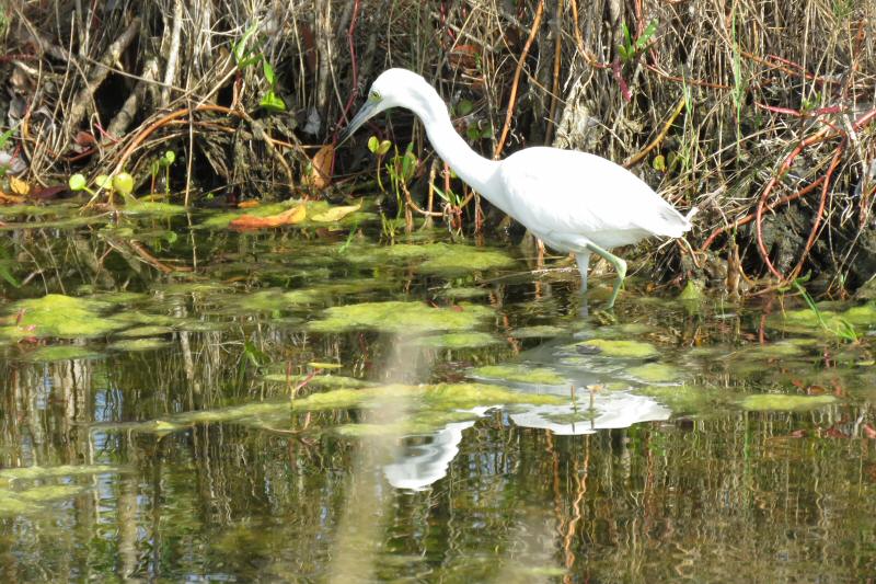 Immature little blue heron