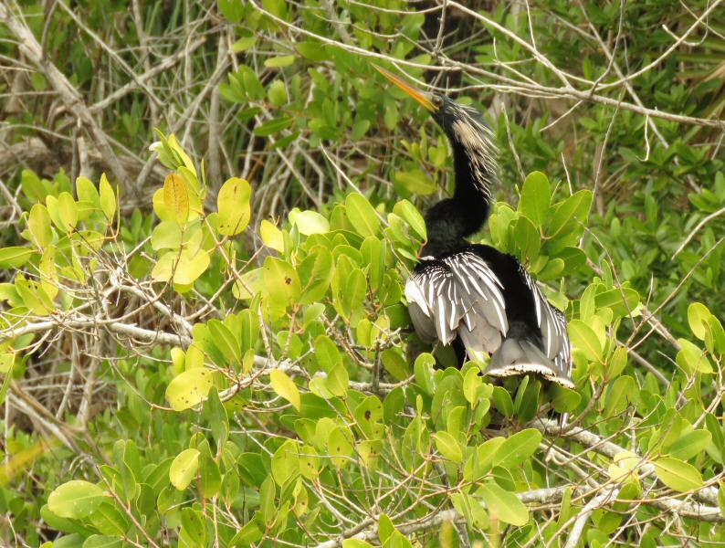 Anhinga