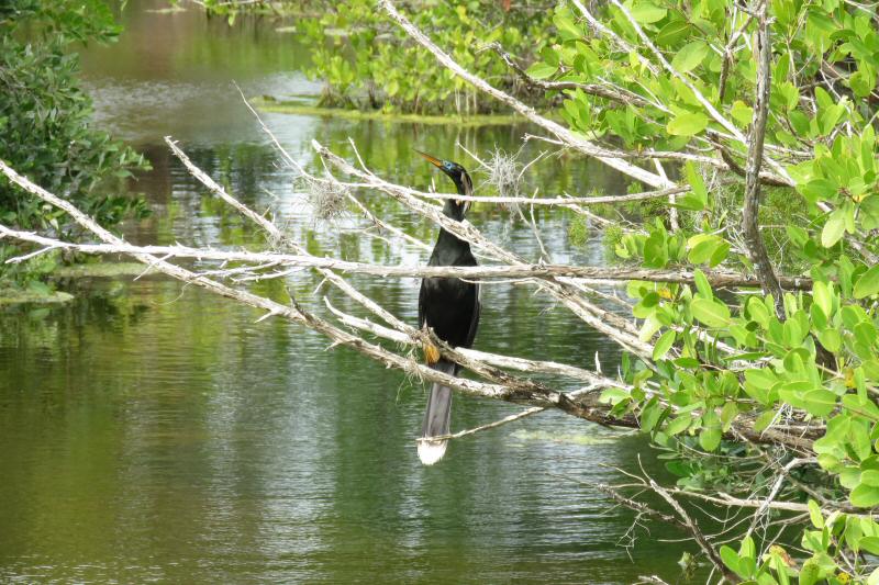 Anhinga