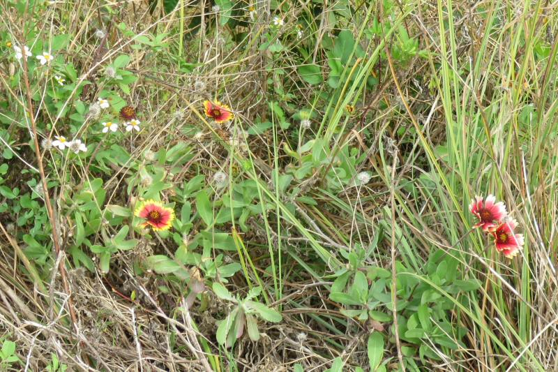 Gaillardia pulchella (Indian blanket)