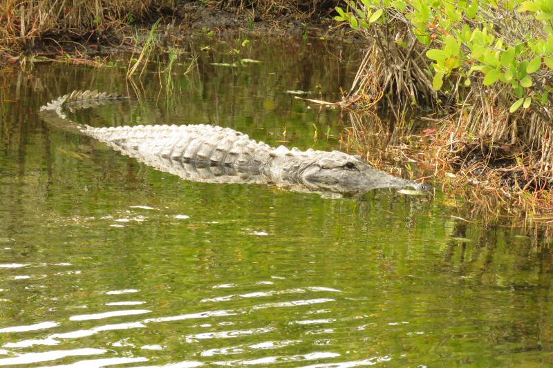 Alligator at Merritt Island Wildlife Refuge