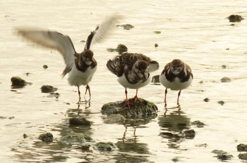 Ruddy turnstones  at Sebastian Inlet State Park