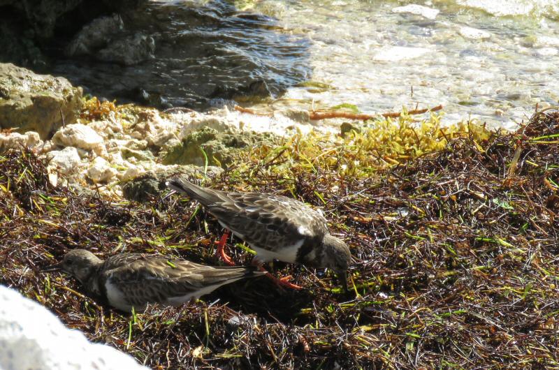 Ruddy turnstones