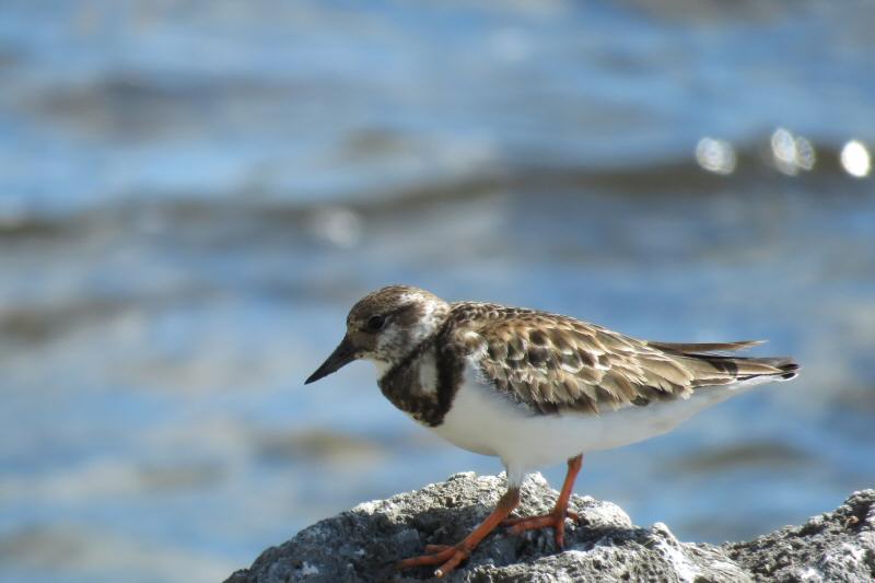 Ruddy turnstone