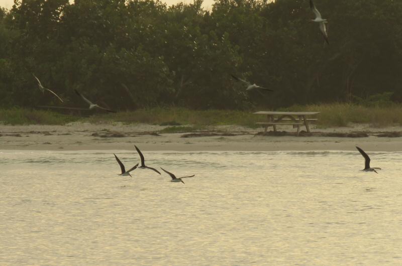 Black skimmers at Sebastian Inlet State Park