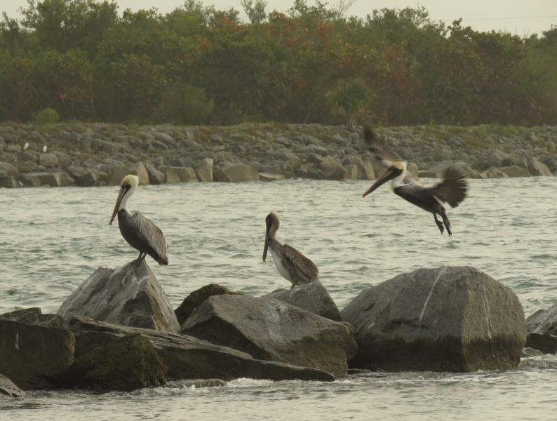 Brown pelicans at Sebastian Inlet state park