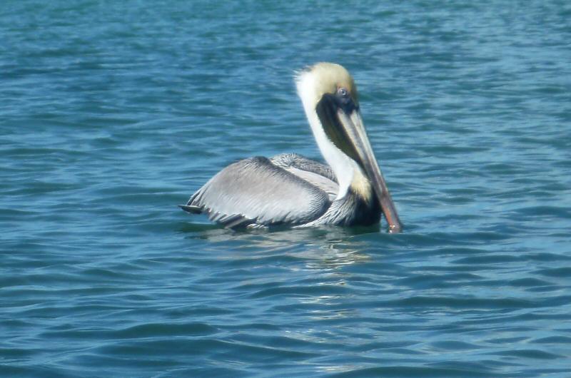 Brown pelican at Key Largo