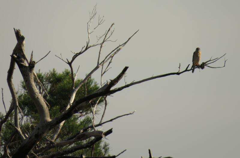 Kestrel at Jonathan Dickinson State Park