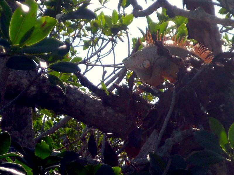 Iguana in mangroves at Kay Largo