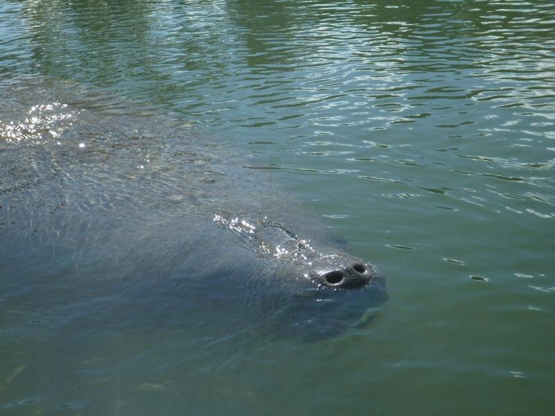 Manatee at Key Largo