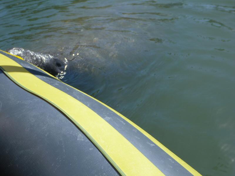 Manatee exploring our kayak