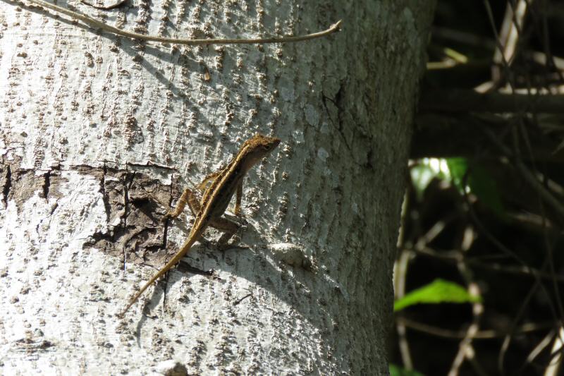 Brown anole