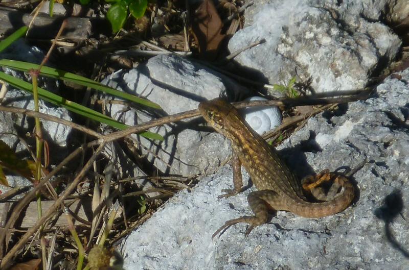 Curly tailed lizard