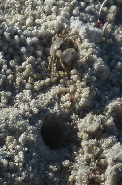 Fiddler crab