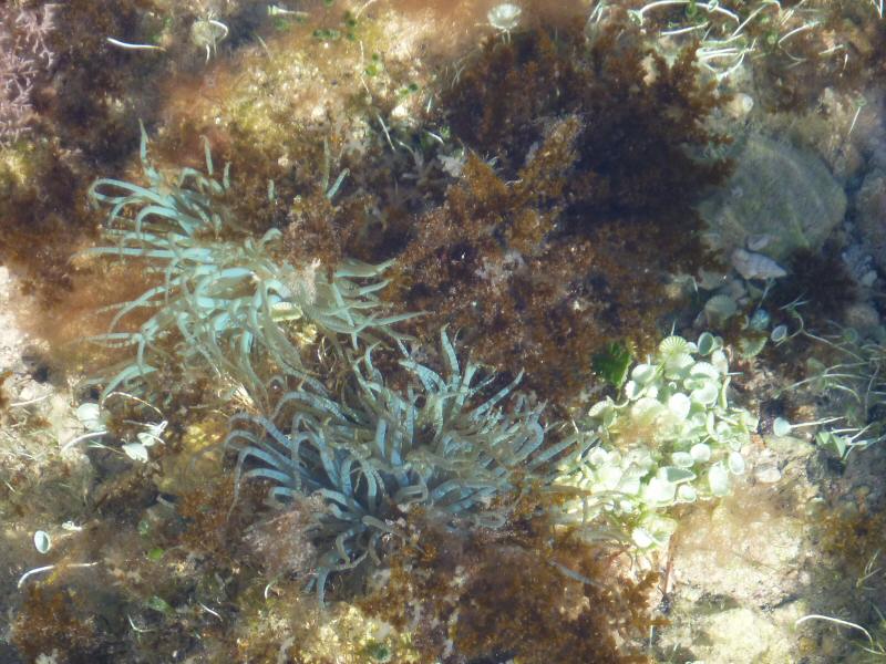 Sea anemones. mermaid's wine glass, and sargassum underwater at Key Largo