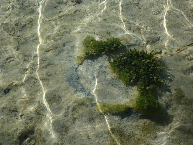 Green algae