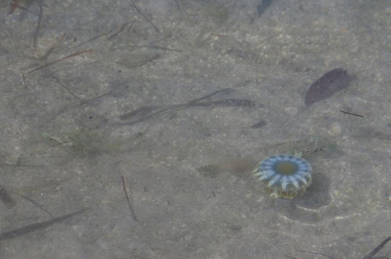 An upsidedown upsidedown jelly