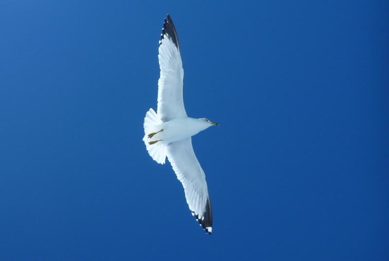 Ring-billed gull