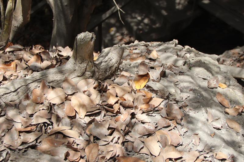 ash on forest floor