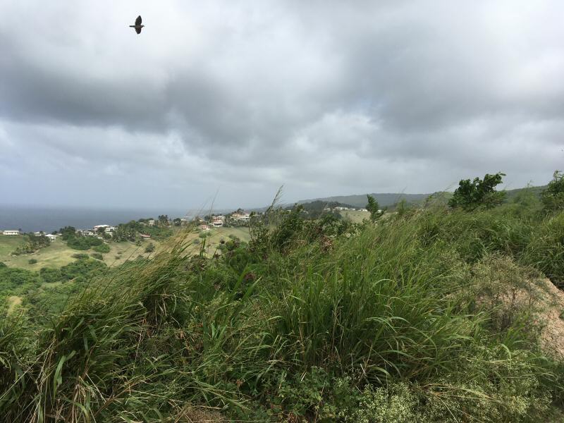 Barbados scenery