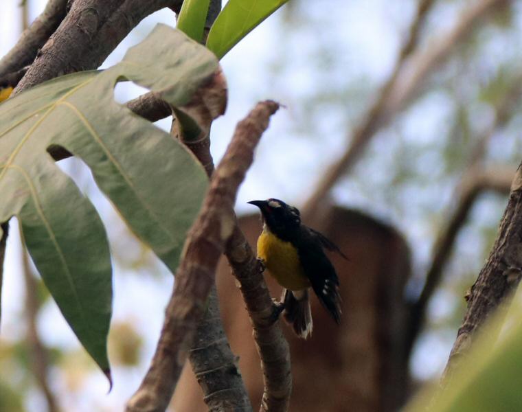 bananaquit