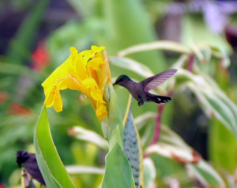 Antillean crested hummingbird