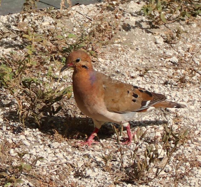 Zenaida dove