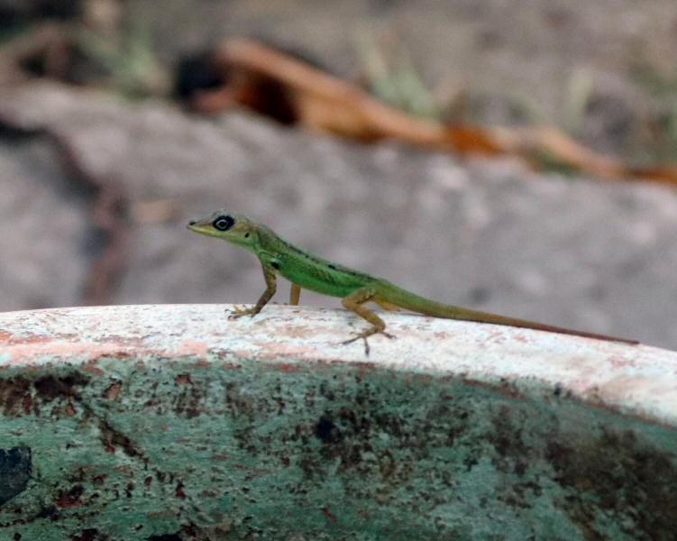 Barbados anole