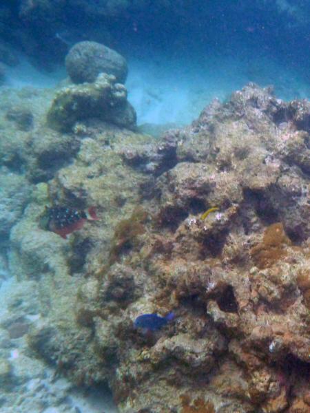 parrotfish and tang