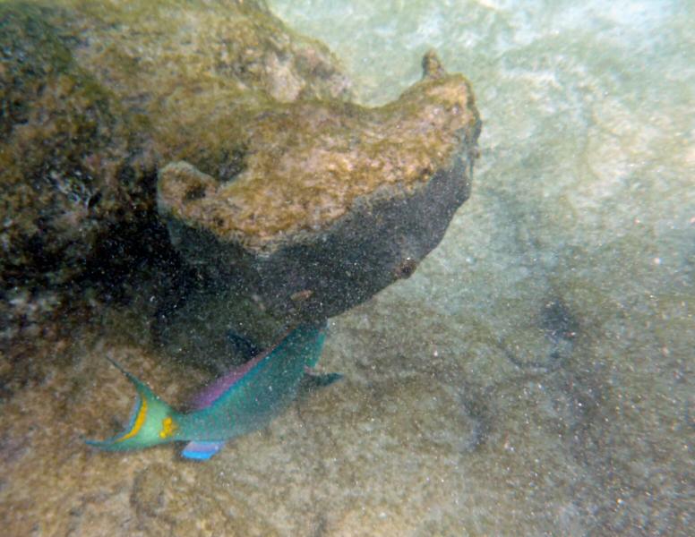 queen parrotfish