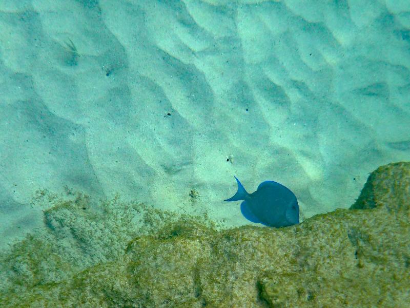 blue tang