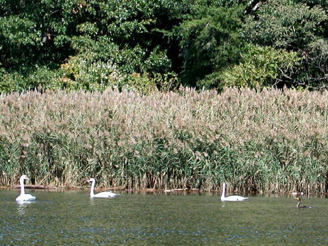 kayaking007
