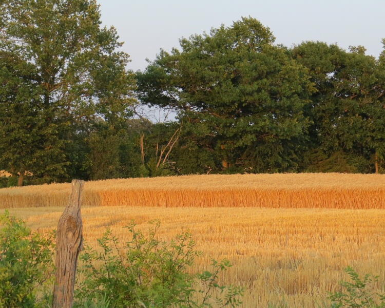 IMG_1995halfshornwheat