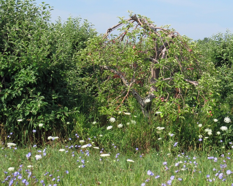IMG_2005anoldappletree